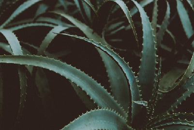 אלוורה מלך הצמחים