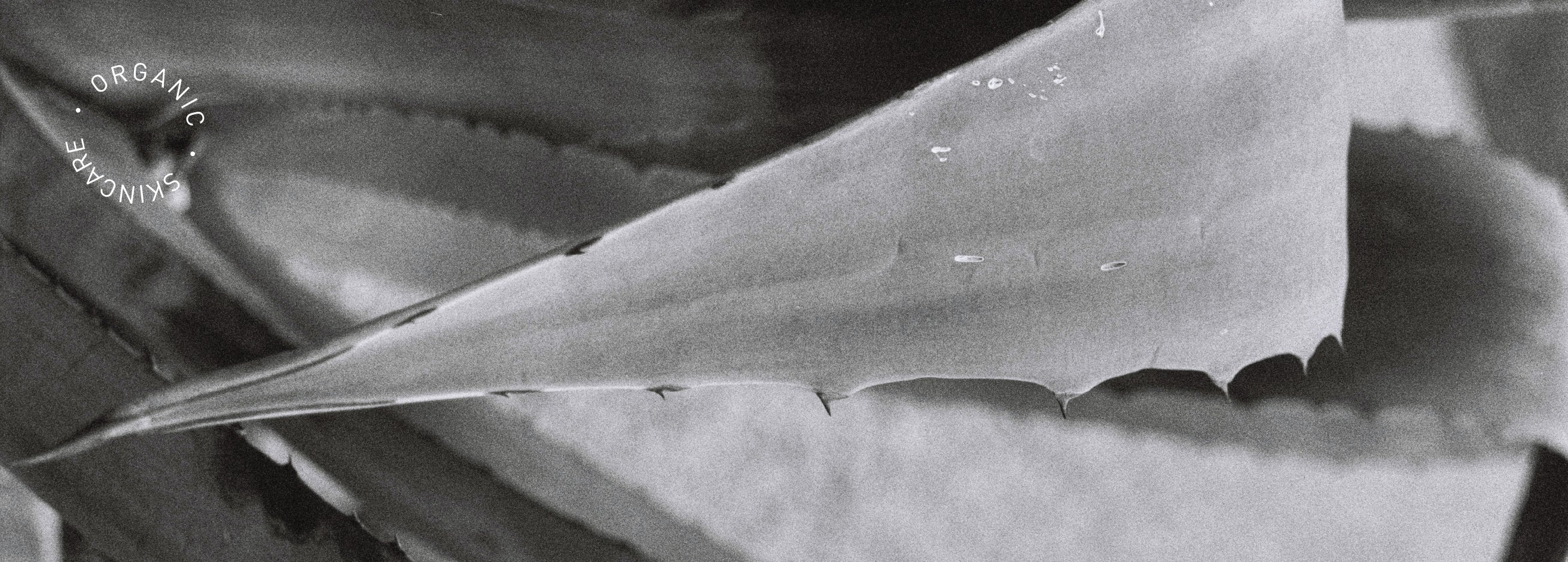 כדור הארץ קורא לך